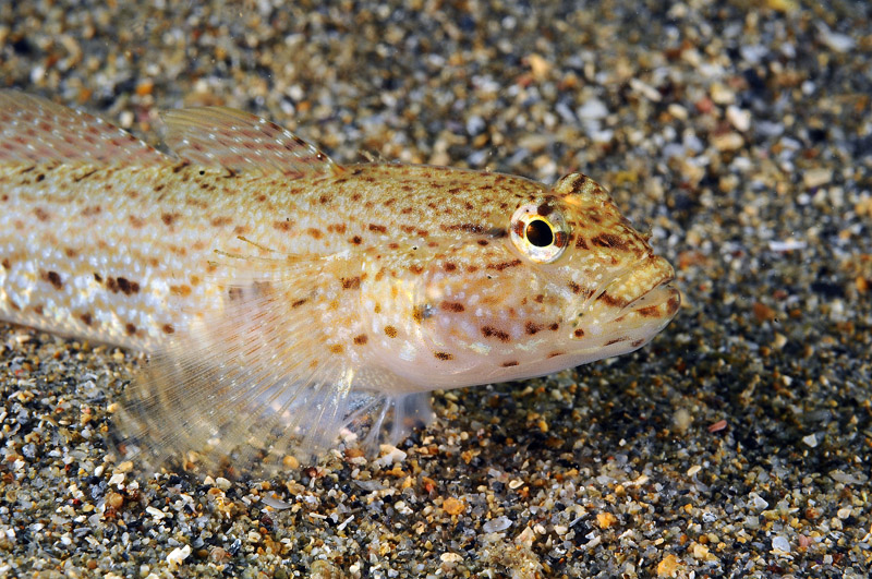 G. paganellus, G. incognitus, G. niger